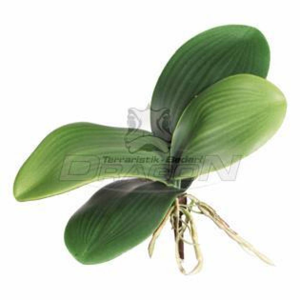 Orchideenlaub ca. 20cm, 4 Blatt